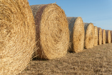 Straw balls in a rural field in the Majorcan town of Porreres