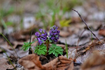 flowers in the forest