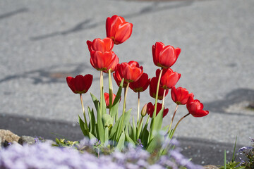 Tulpen in der Abendsonne