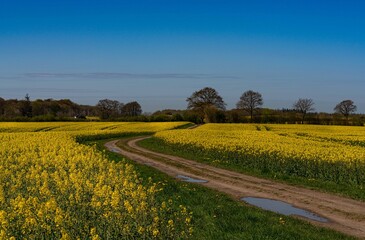 Obraz premium Feldweg im Rapsfeld