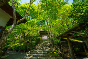 京都　寂光院の山門と新緑　