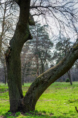Fototapeta premium old oak tree