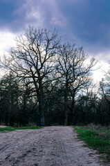 Obraz premium trees structure on the background of sky