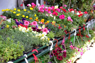 Flowers and herbs at flower market