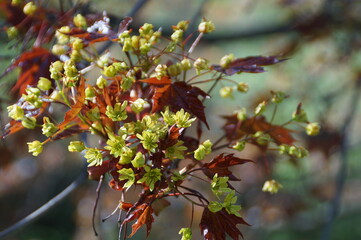 Obraz premium autumn leaves in the forest