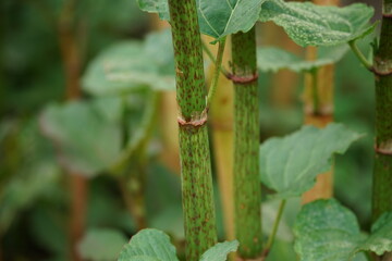 Japanischer Staudenknöterich im Detail, Fallopia japonica