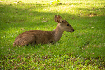 deer in the grass