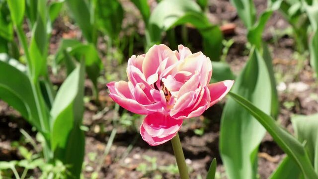 Close-up of pink tulips gently blowing in wind. Pink tulip flowers in the yard.