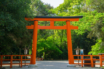 Fototapeta na wymiar 京都　下鴨神社の鳥居と糺の森