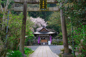 京都　大豊神社の桜