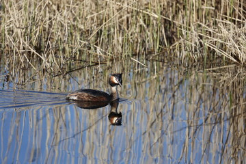 Great crested grebe fishing amongst the reeds