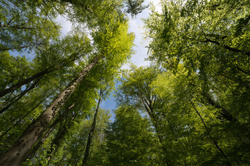 a view up into the trees direction sky