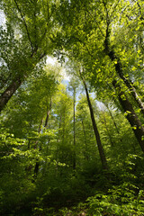 a view up into the trees direction sky