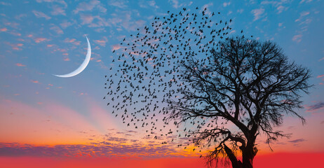 Silhouette of birds with lone tree in the background big crescent moon at amazing sunset