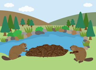 水辺で巣作りをするビーバーのカップル © mpl