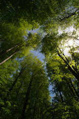 a view up into the trees direction sky