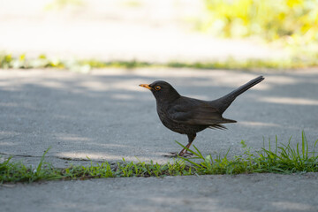 The common blackbird (Turdus merula)  in the old park. The Eurasian blackbird is a species of true thrush. Place for text.
