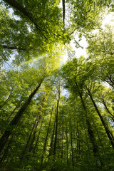 a view up into the trees direction sky