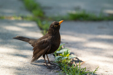 The common blackbird (Turdus merula)  in the old park. The Eurasian blackbird is a species of true thrush. Place for text.