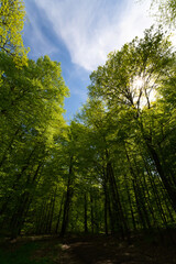 a view up into the trees direction sky