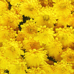 Beautiful dandelion background, yellow flowers is blooming in the garden.