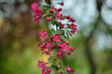 Red - Blüten - Frühling