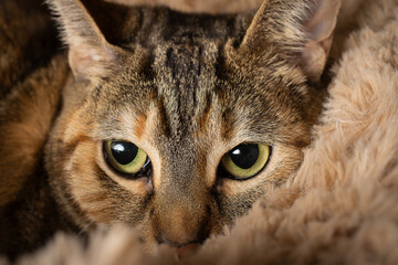 Close-up of common tabby cat face with green eyes, looking up, on brown background, horizontal