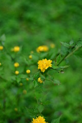 Yellow - Flowers - Bl&uuml;te