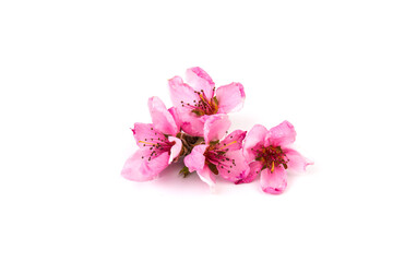 Fototapeta na wymiar Peach flowers, isolated on white background.