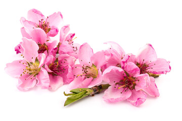 Peach flowers, isolated on white background.