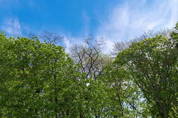 Trees against the blue sky. A row of green trees and bushes against a blue sky