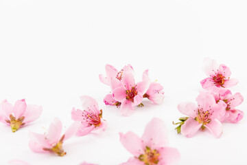 Plakat Peach flowers, isolated on white background.