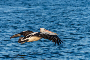 Pelican in flight over the blue bay water