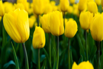 Fototapeta premium Yellow tulip in the field. A large bud of a yellow flower. Spring background. Tulips in the garden. Seasonal flowering of spring flowers. Close up