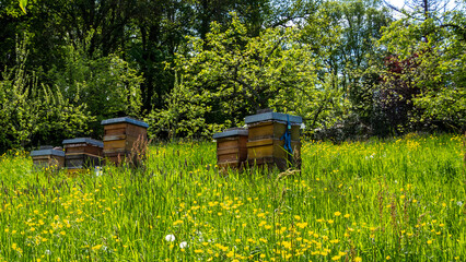 Bee hives on the green meadow among dandelions and yellow buttercups.