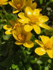 yellow flowers in the garden