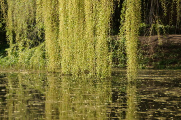 grass in the pond
