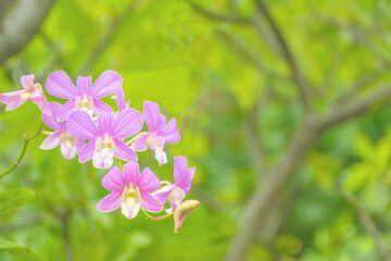 flowers in the garden