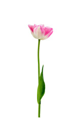 Pink terry tulip isolated on white background. Graphic element for design
