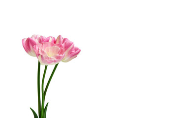 Bouquet of three pink tulips on a white background.  spring flowers. Elements for design