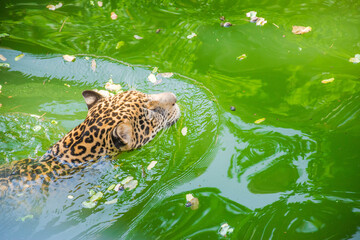 leopard in water