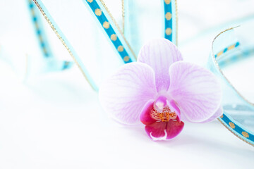 ピンクの胡蝶蘭とブルーのリボンのデザイン