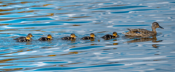 Mallard and ducklings in a row