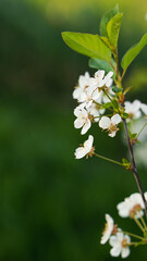 Fototapeta premium Spring flowers