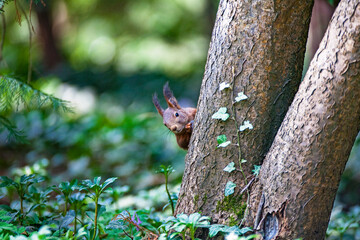 Obraz premium Eichhörnchen in Freiheit