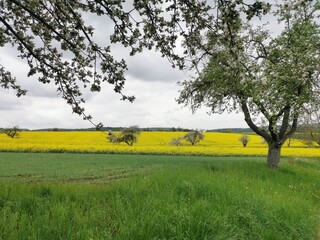 Apfelblüten vor grünem und gelbem Acker