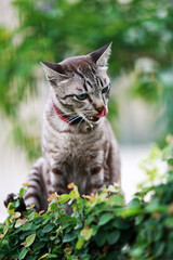 Lovely gray cat sitting at outdoor