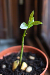Growing avocado from seed in the soil with plastic pot , 
Avocado plant with green young leave in Home garden ,Green plant , Organic garden in Italy.Ecology and Horticulture concept