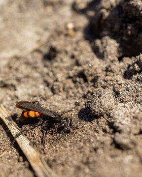 Vertical shot of a pompilidae on the ground