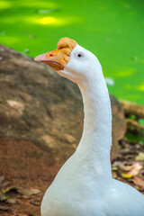 portrait of a goose